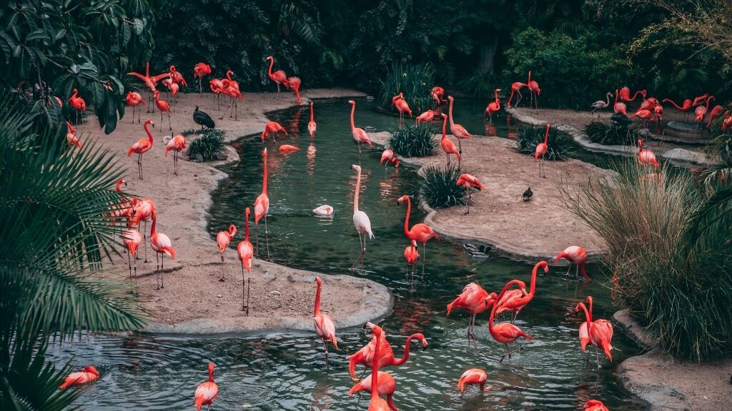 L’île aux flamants roses à explorer pendant ton stage en Amérique Latine !