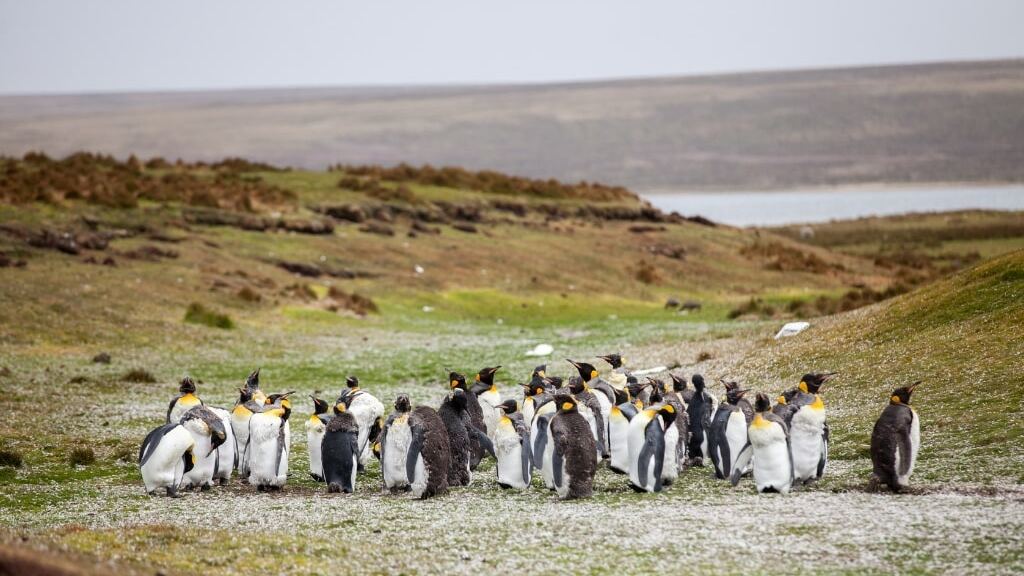 Les Malouines, un paradis sauvage à explorer pendant ton stage en Amérique du Sud !
