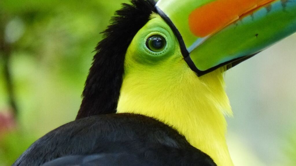 Les animaux à observer pendant ton stage au Costa Rica !